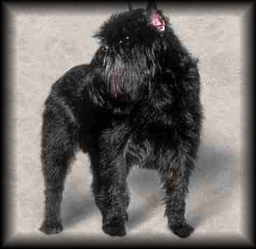 Affenpinscher