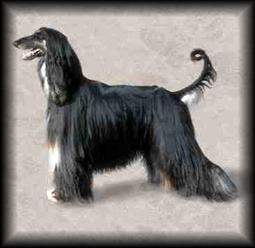 Afghan Hound