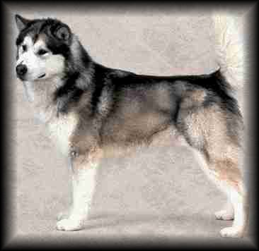 Alaskan Malamute