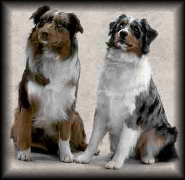 Australian Shepherd