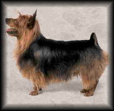 Australian Terrier