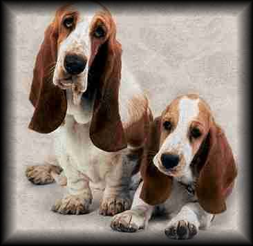 Basset Hound