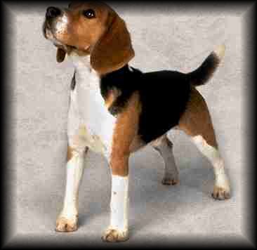 Beagle