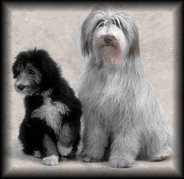 Bearded Collie
