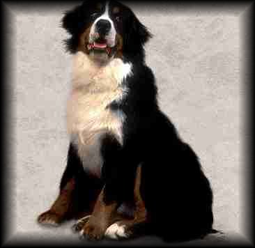 Bernese Mountain Dog