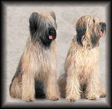 Briard