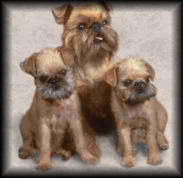 Brussels Griffon