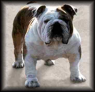 Bulldog