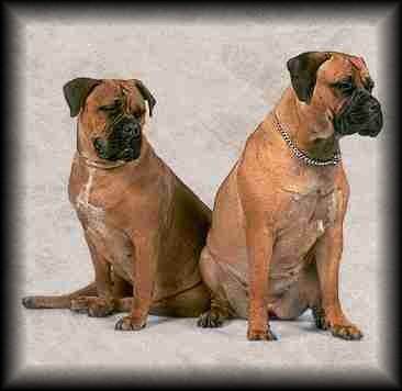 Bullmastiff