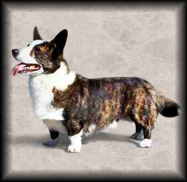 Cardigan Welsh Corgi