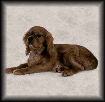 Cavalier King Charles Spaniel