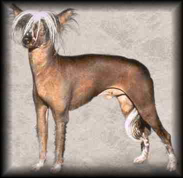 Chinese Crested
