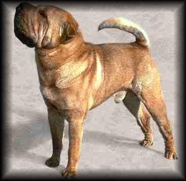 Chinese Shar-Pei