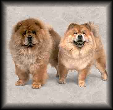 Chow Chow