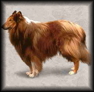 Collie