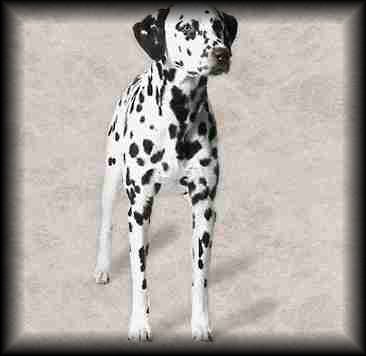 Dalmatian
