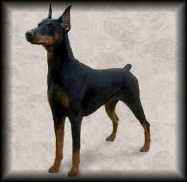 Doberman Pinscher