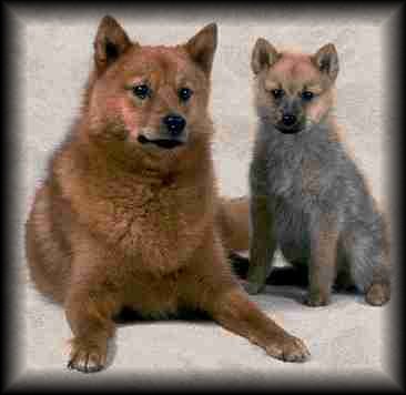 Finnish Spitz