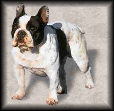 French Bulldog