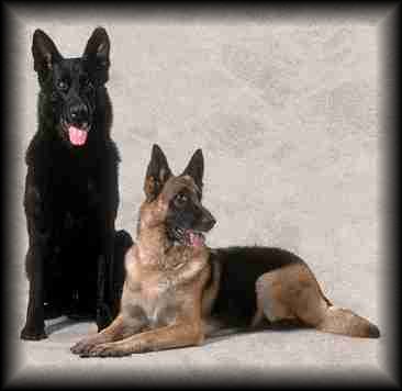 German Shepherd Dog