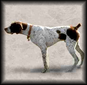 German Shorthaired Pointer