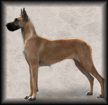 Great Dane
