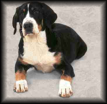Greater Swiss Mountain Dog