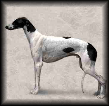 Greyhound