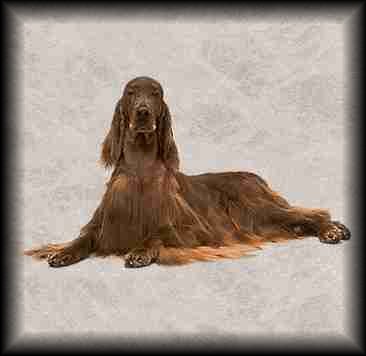 Irish Setter