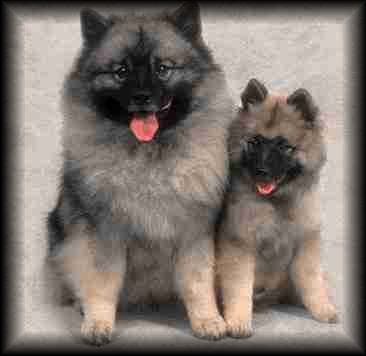Keeshond