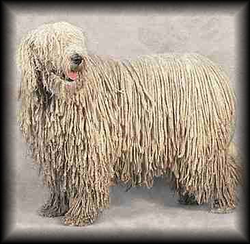 Komondor