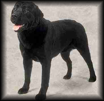 Labrador Retriever