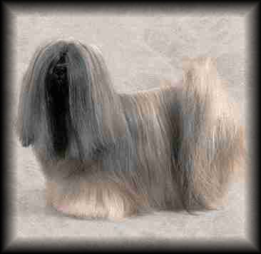 Lhasa Apso