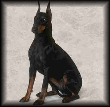Manchester Terrier