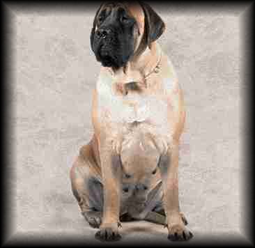 Mastiff
