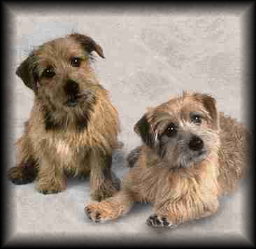 Norfolk Terrier