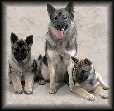 Norwegian Elkhound