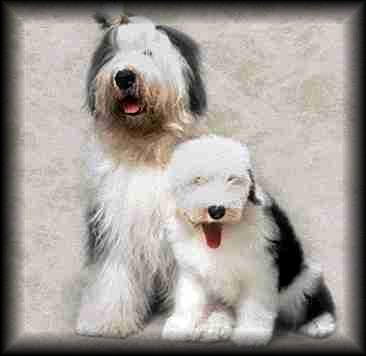 Old English Sheepdog