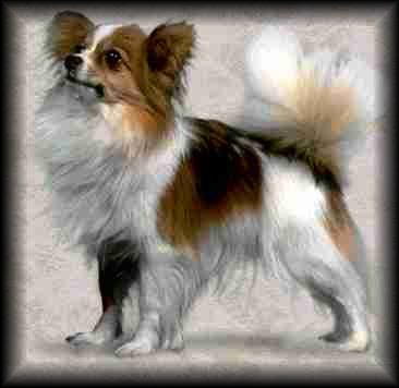 Papillon