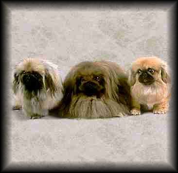 Pekingese