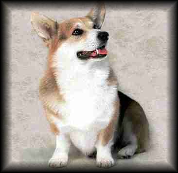 Pembroke Welsh Corgi
