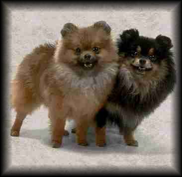 Pomeranian