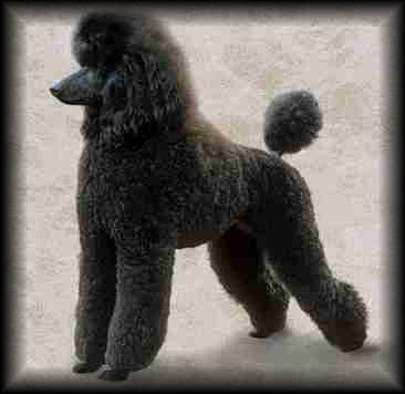 Poodle