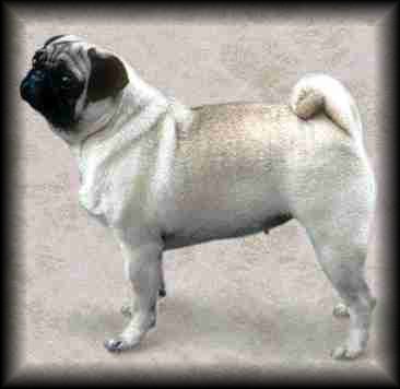 Pug