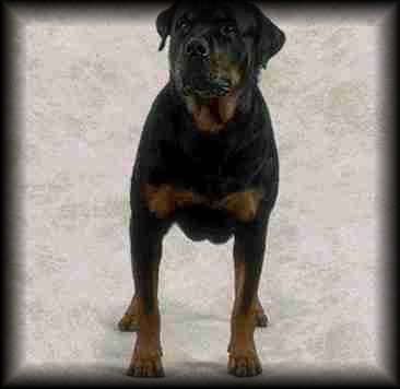 Rottweiler