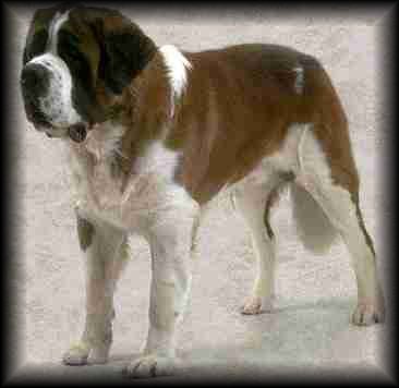 Saint Bernard