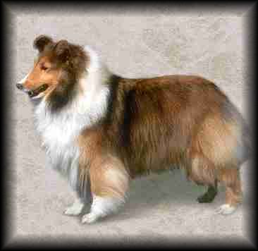 Shetland Sheepdog