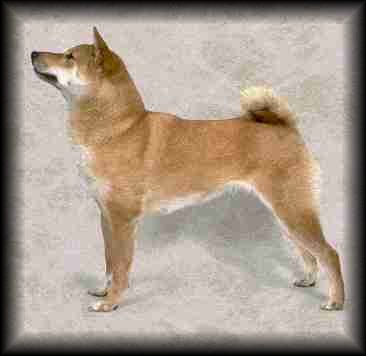 Shiba Inu