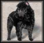 Affenpinscher