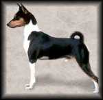 Basenji